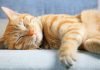 cat daycare shanghai