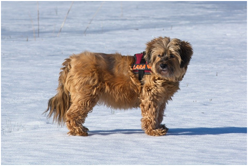 Tibetan Terrier