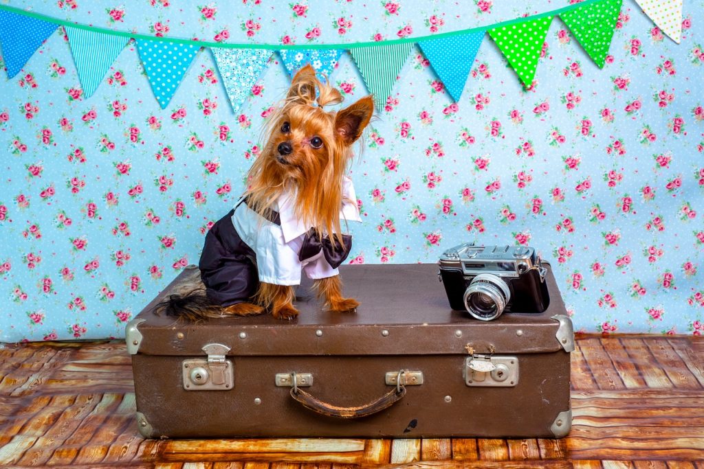 travel with pets